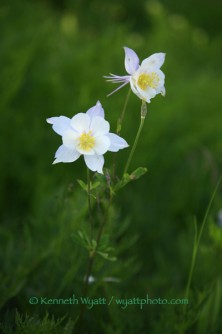columbine, wildflower, flower, Colorado